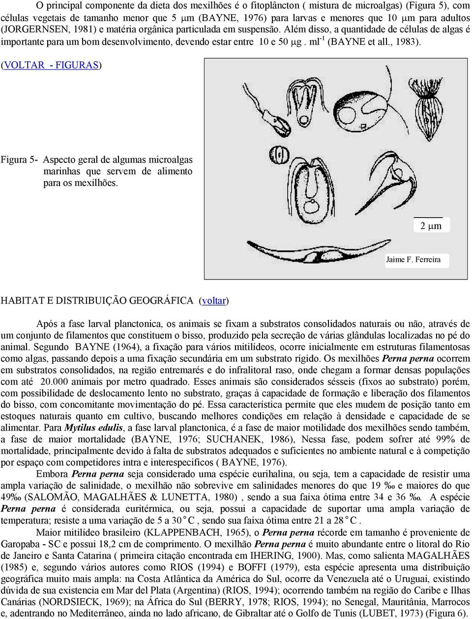 ml -1 (BAYNE et all., 1983). (VOLTAR - FIGURAS) Figura 5- Aspecto geral de algumas microalgas marinhas que servem de alimento para os mexilhões. 2 µm Jaime F.