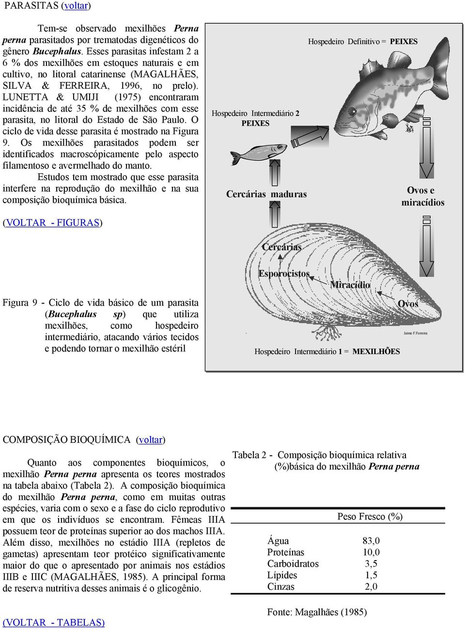 LUNETTA & UMIJI (1975) encontraram incidência de até 35 % de mexilhões com esse parasita, no litoral do Estado de São Paulo. O ciclo de vida desse parasita é mostrado na Figura 9.