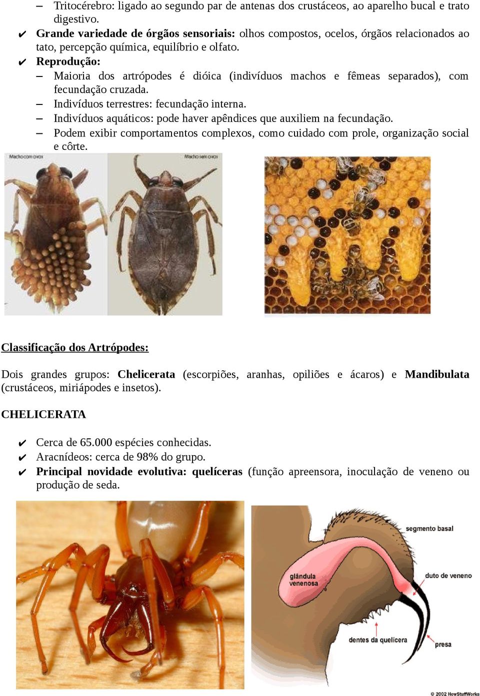 Reprodução: Maioria dos artrópodes é dióica (indivíduos machos e fêmeas separados), com fecundação cruzada. Indivíduos terrestres: fecundação interna.