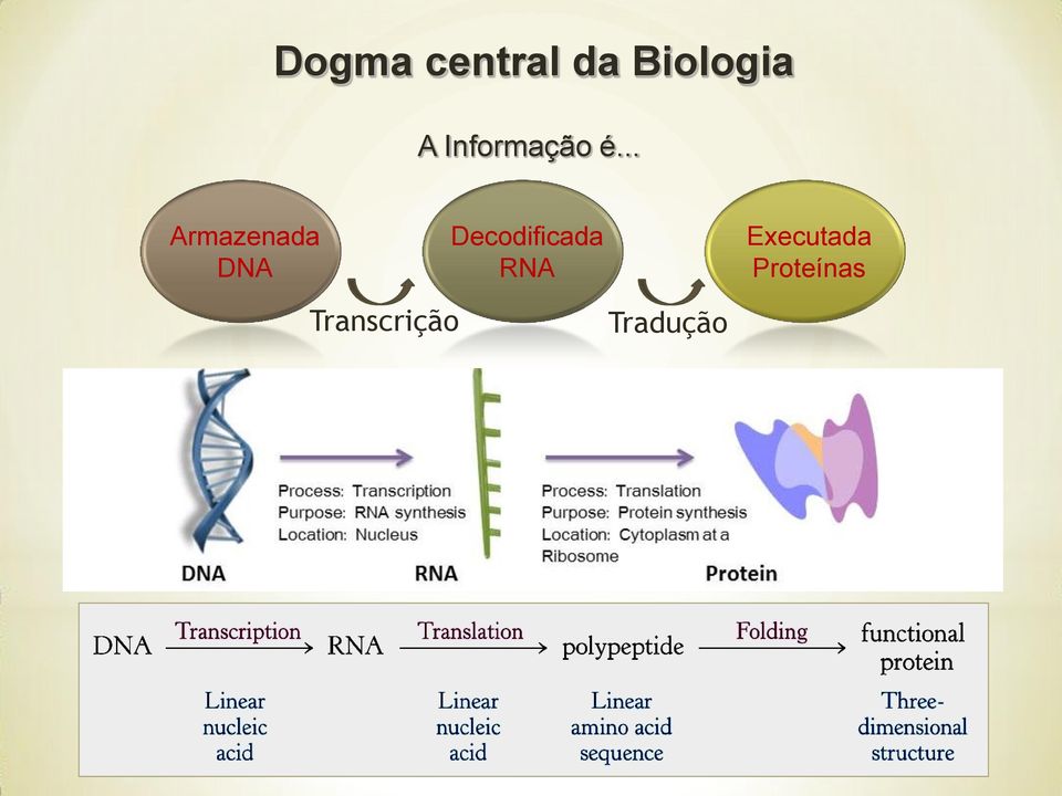 .. Armazenada DNA