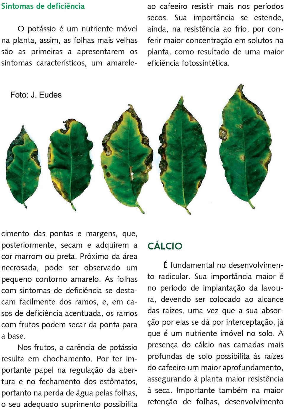 O potássio é um nutriente móvel na planta, assim, as folhas mais velhas são as primeiras a apresentarem os sintomas característicos, um amarelecimento das pontas e margens, que, posteriormente, secam