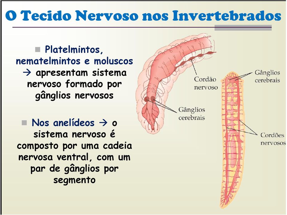 por gânglios nervosos Nos anelídeos o sistema nervoso é
