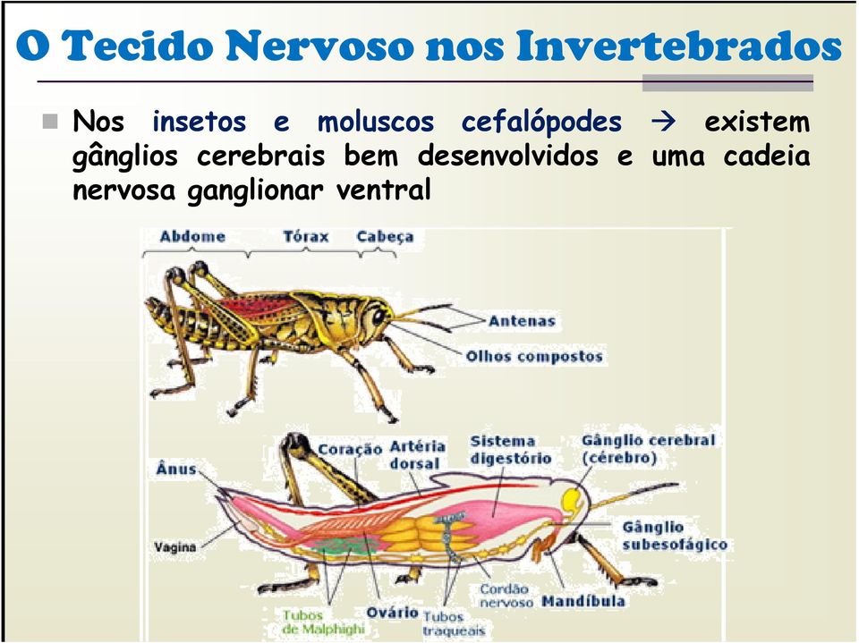 gânglios cerebrais bem desenvolvidos e