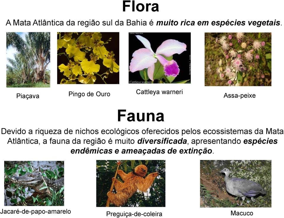 ecológicos oferecidos pelos ecossistemas da Mata Atlântica, a fauna da região é muito