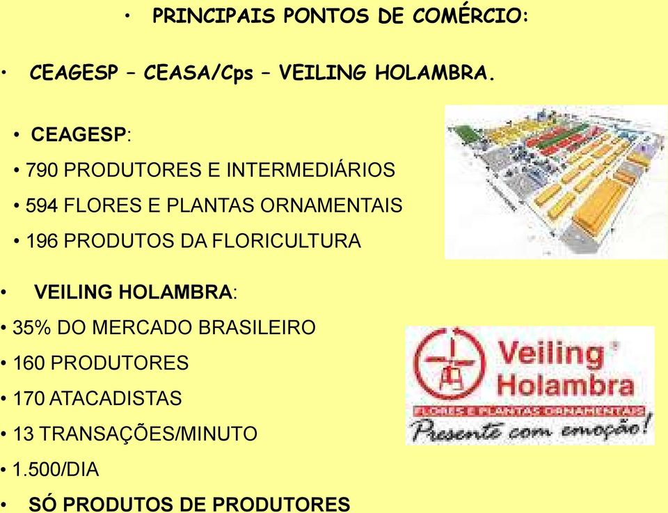 196 PRODUTOS DA FLORICULTURA VEILING HOLAMBRA: 35% DO MERCADO BRASILEIRO