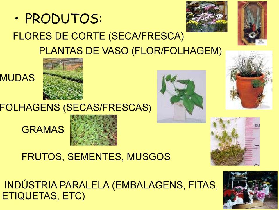 (SECAS/FRESCAS) GRAMAS FRUTOS, SEMENTES, MUSGOS