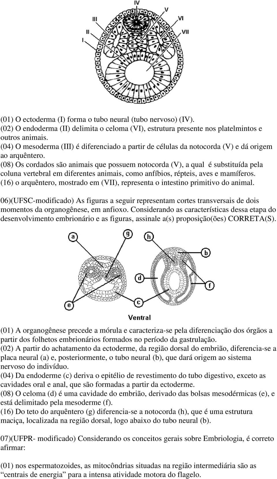 (08) Os cordados são animais que possuem notocorda (V), a qual é substituída pela coluna vertebral em diferentes animais, como anfíbios, répteis, aves e mamíferos.