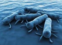 Salmonelose Também conhecida como Gastrenterite por Salmonelas, a Salmonelose é uma doença infecciosa causada por diversos e diferentes tipos de bactérias, todas da família Enterobacteriaceae.