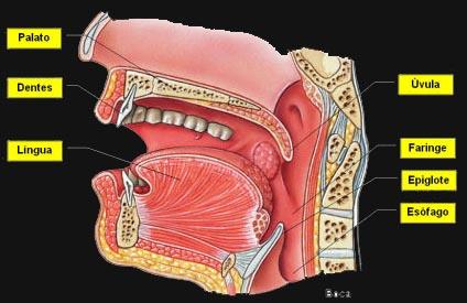 Sistema Digestivo Boca órgão inicial do tubo