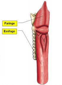 Sistema Digestivo Faringe porção do tubo digestivo que faz a