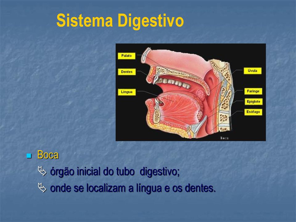 digestivo; onde se