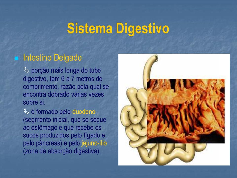 é formado pelo duodeno (segmento inicial, que se segue ao estômago e que recebe os