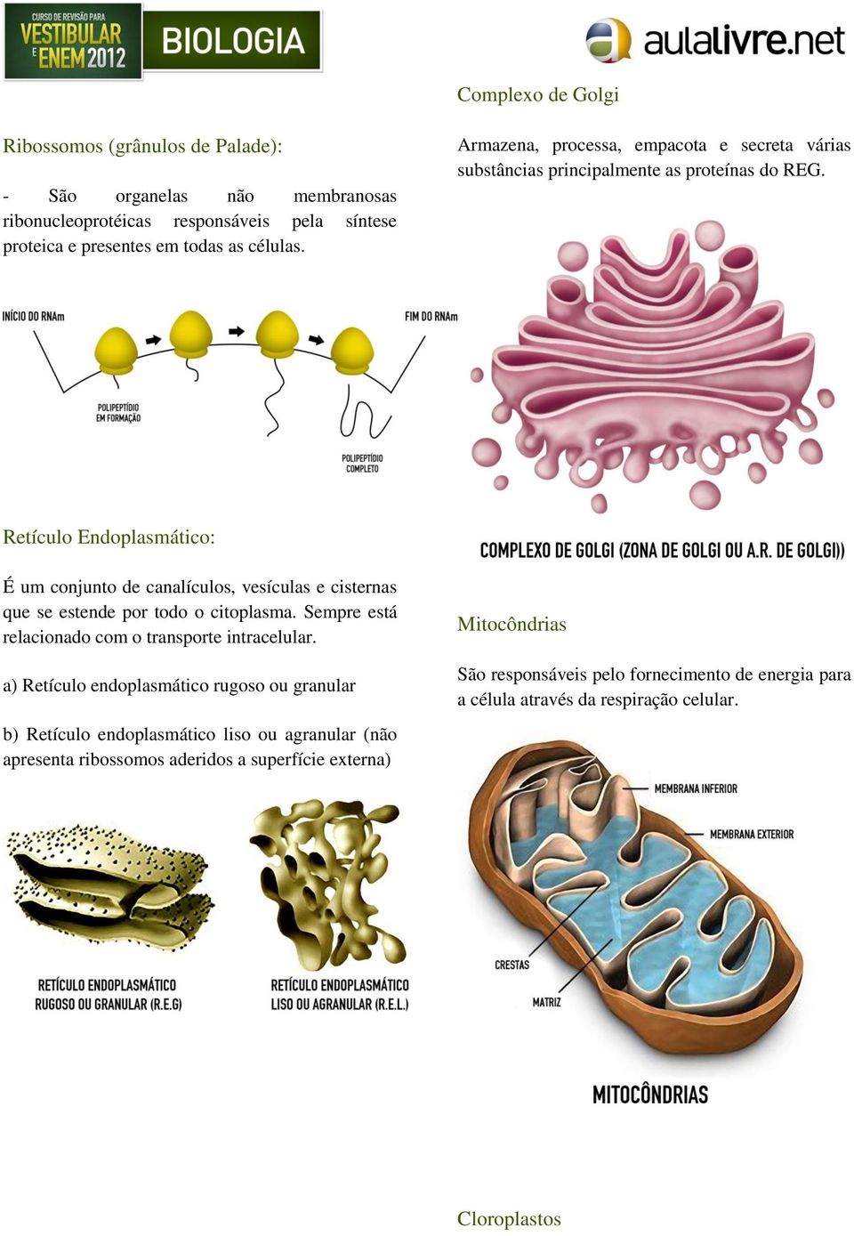 Retículo Endoplasmático: É um conjunto de canalículos, vesículas e cisternas que se estende por todo o citoplasma. Sempre está relacionado com o transporte intracelular.