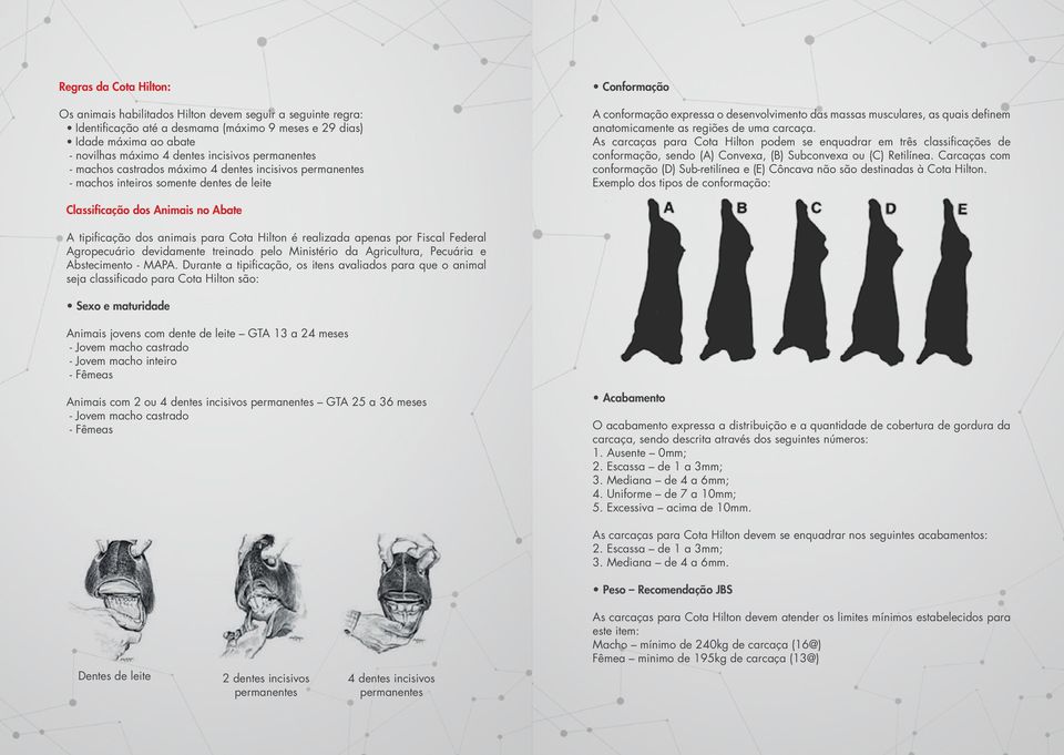 definem anatomicamente as regiões de uma carcaça. As carcaças para Cota Hilton podem se enquadrar em três classificações de conformação, sendo (A) Convexa, (B) Subconvexa ou (C) Retilínea.