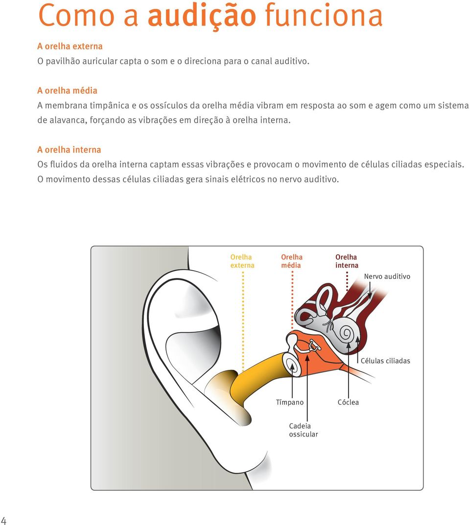 vibrações em direção à orelha interna.