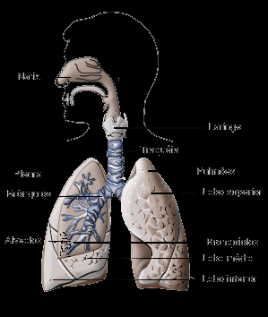 Gases respiratórios Medição da concentração de cada gás na mistura inspirada e expirada pelo paciente; Medições feitas: Concentrações de