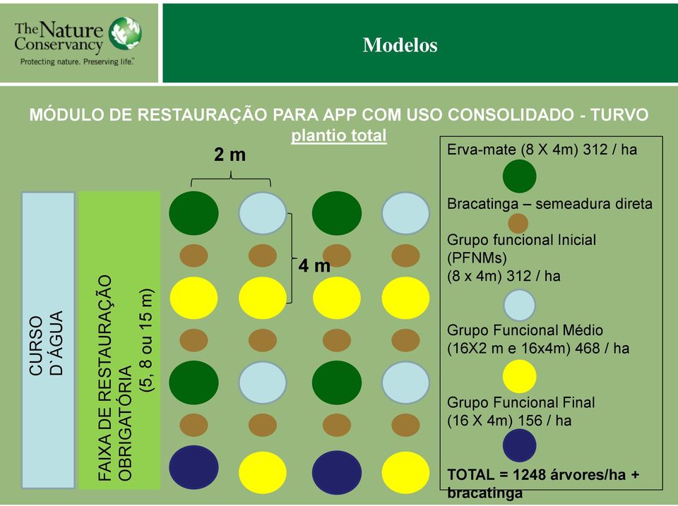 semeadura direta 4 m Grupo funcional Inicial (PFNMs) (8 x 4m) 312 / ha Grupo Funcional Médio