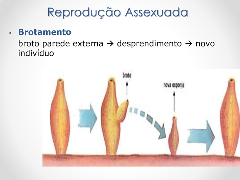 broto parede externa