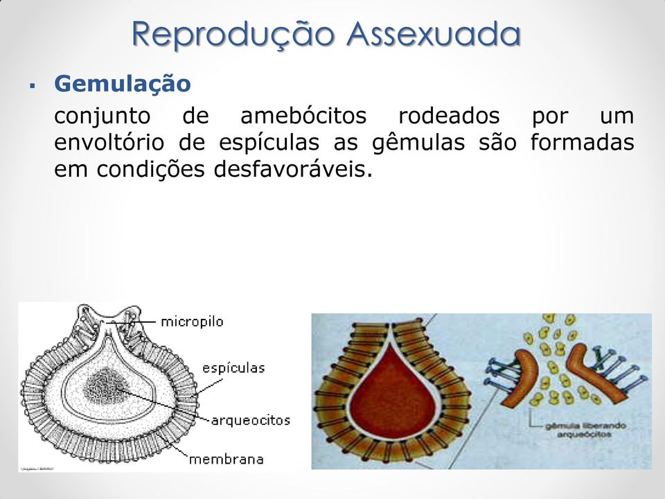 um envoltório de espículas as