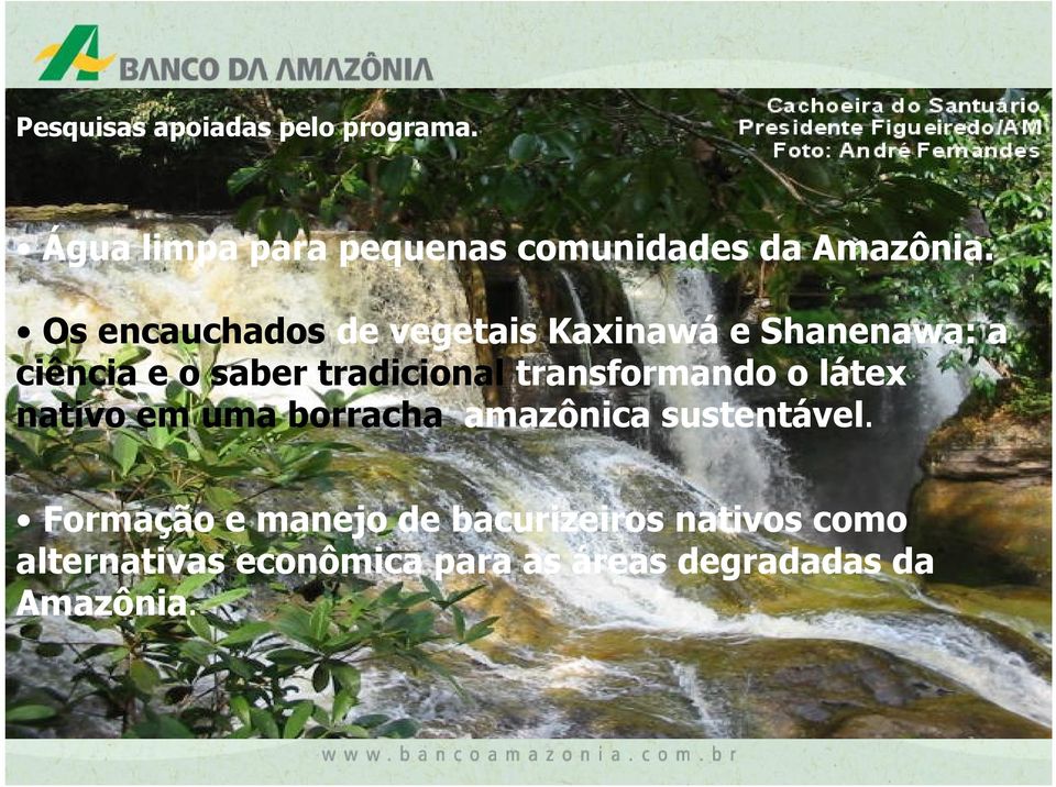 transformando o látex nativo em uma borracha amazônica sustentável.