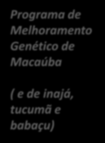 Pré-Melhoramento de Palmeiras Oleíferas, p.