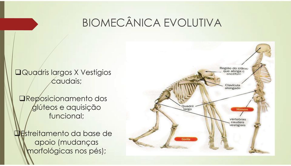 glúteos e aquisição funcional;