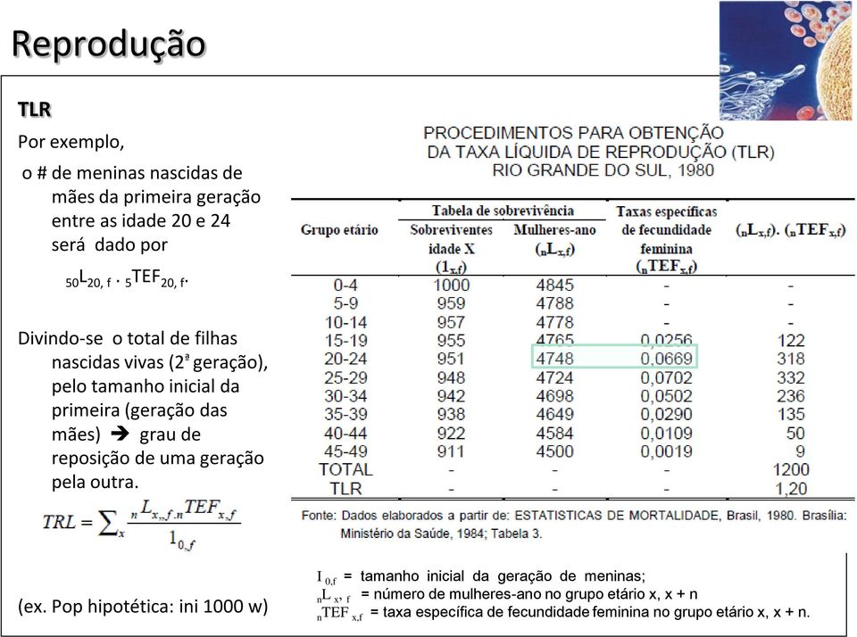 Divindo-se o total de filhas nascidas vivas (2 ª geração), pelo tamanho inicial da primeira (geração das mães) grau de