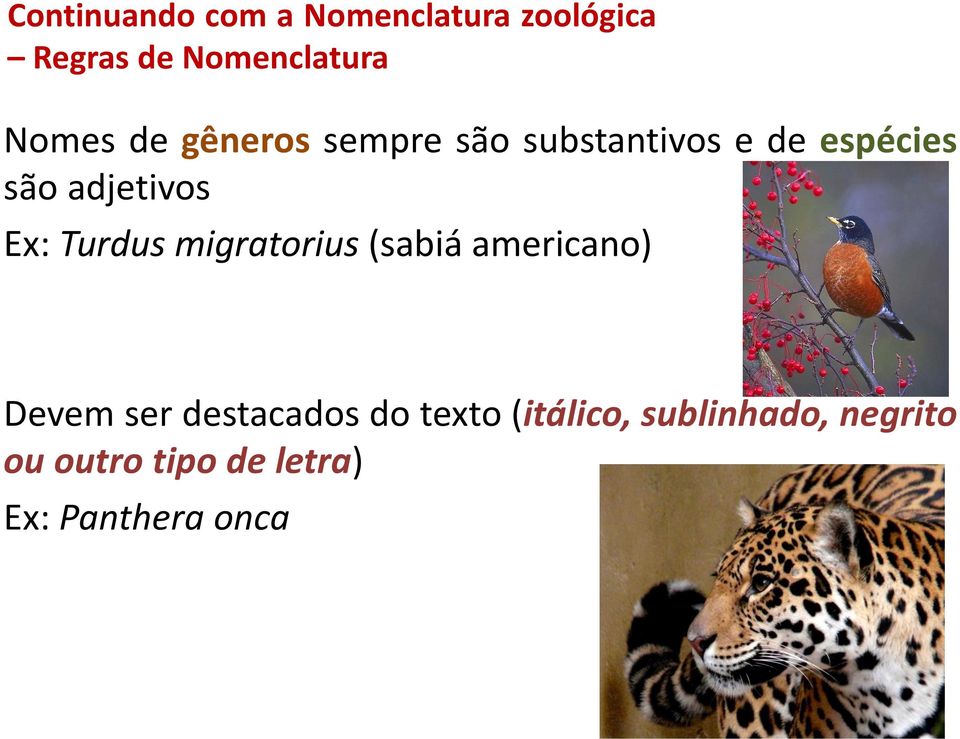 Ex: Turdus migratorius (sabiá americano) Devem ser destacados do