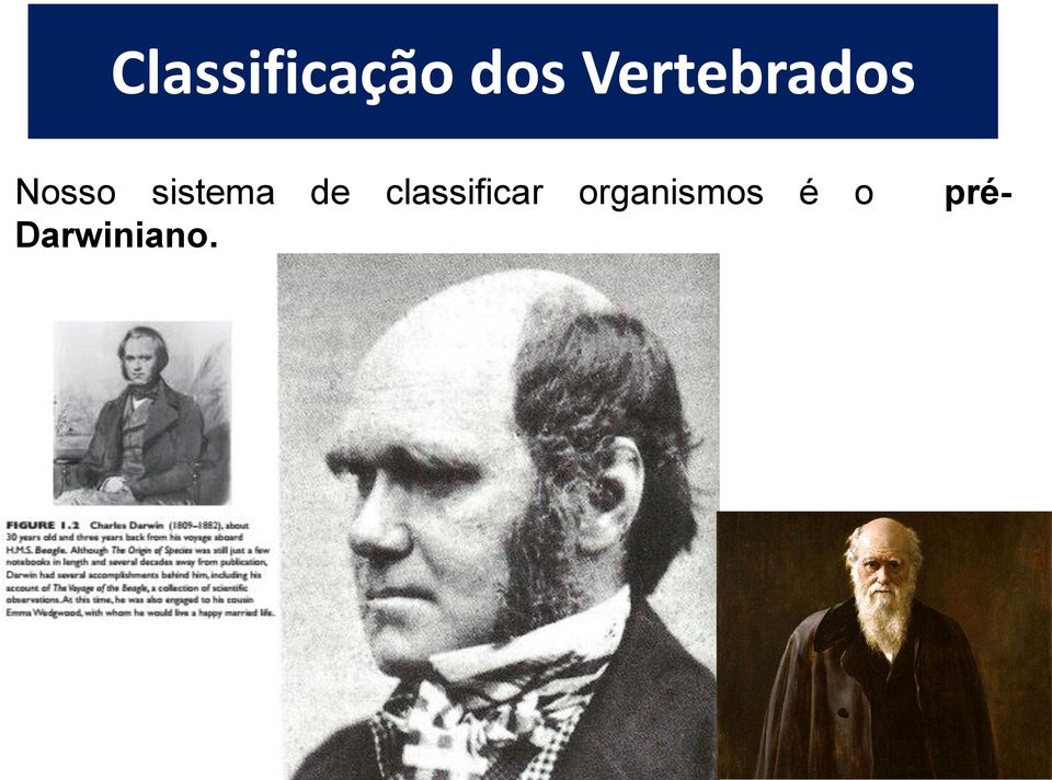 sistema de classificar