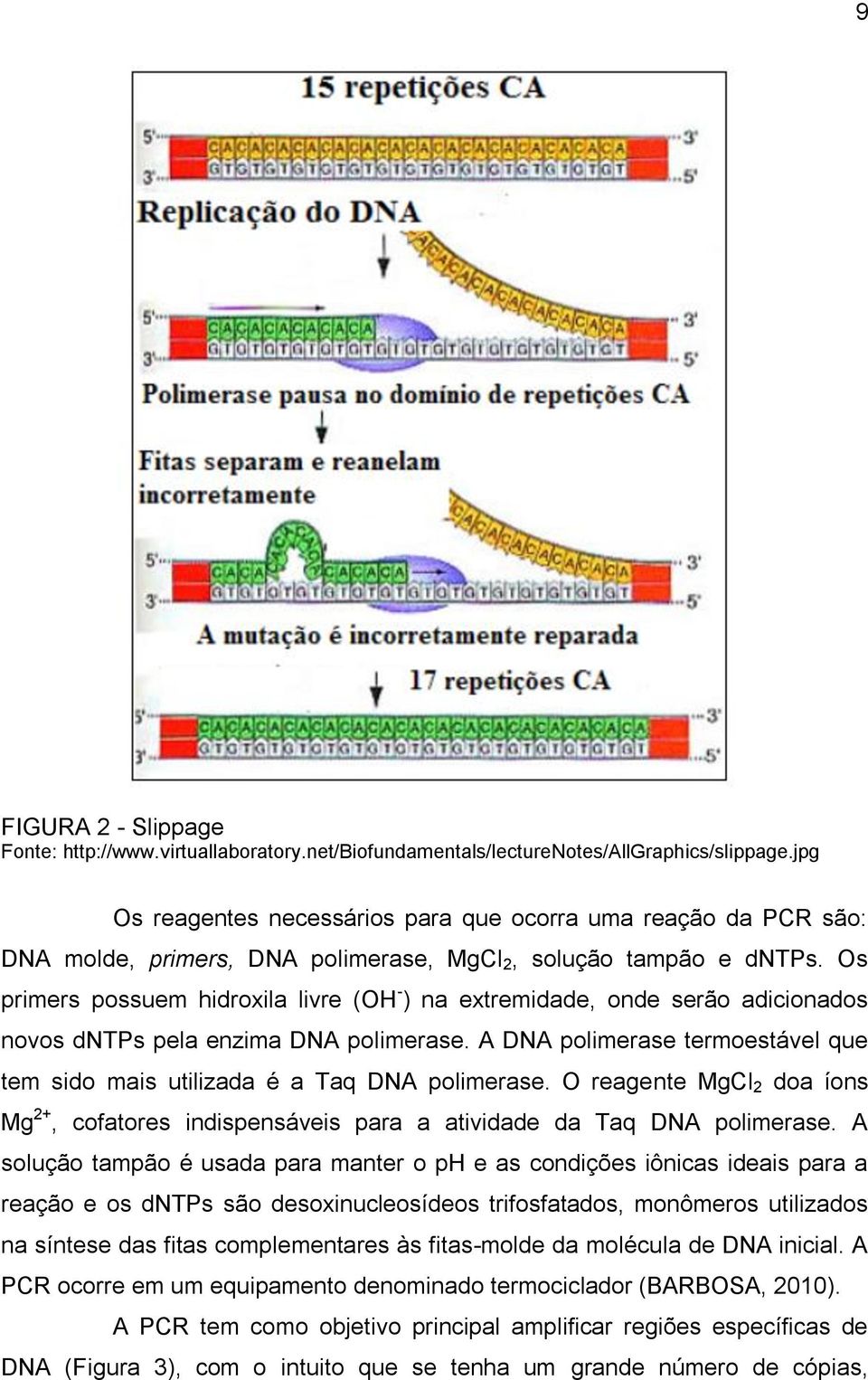 Os primers possuem hidroxila livre (OH - ) na extremidade, onde serão adicionados novos dntps pela enzima DNA polimerase.