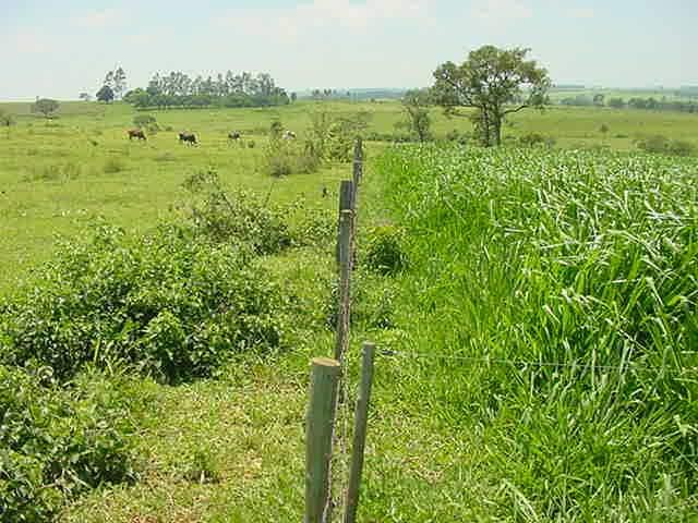 5 a 10 (irrigação) UA/ha Carne = 2000 kg PV/ha ano Leite = 25.