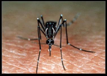 Para que a doença ocorra é preciso: Pessoas Mosquito Aedes