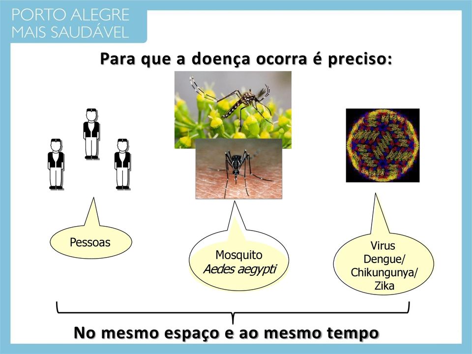 aegypti Virus Dengue/