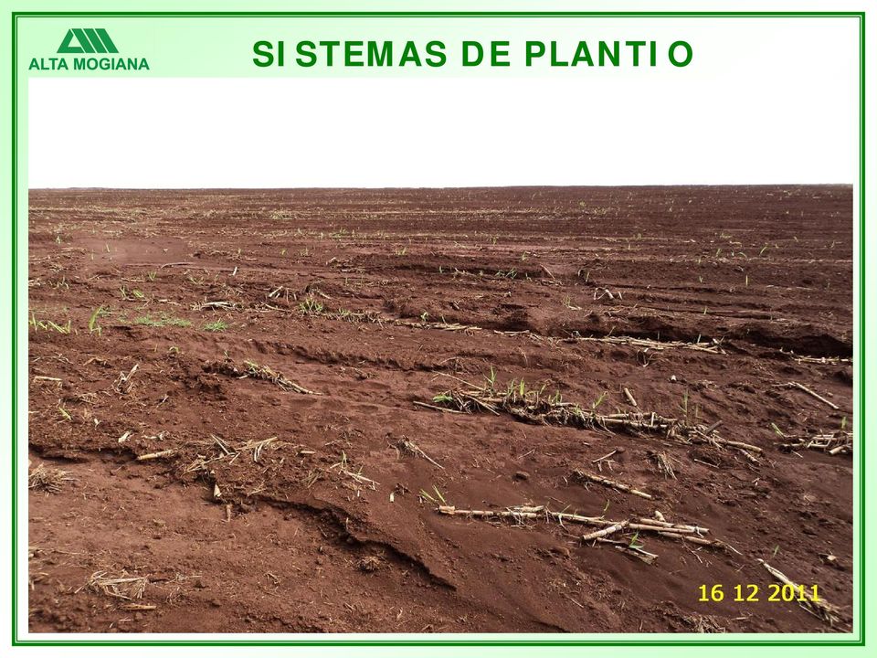 PLANTIO