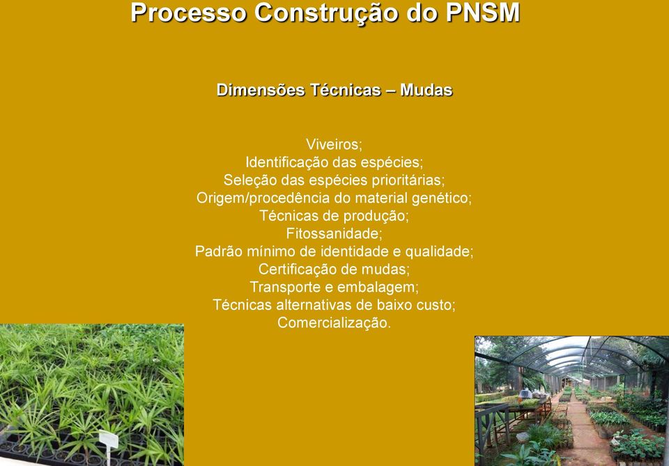 Técnicas de produção; Fitossanidade; Padrão mínimo de identidade e qualidade;