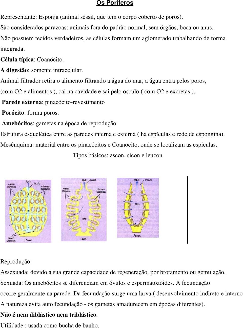 Animal filtrador retira o alimento filtrando a água do mar, a água entra pelos poros, (com O2 e alimentos ), cai na cavidade e sai pelo osculo ( com O2 e excretas ).