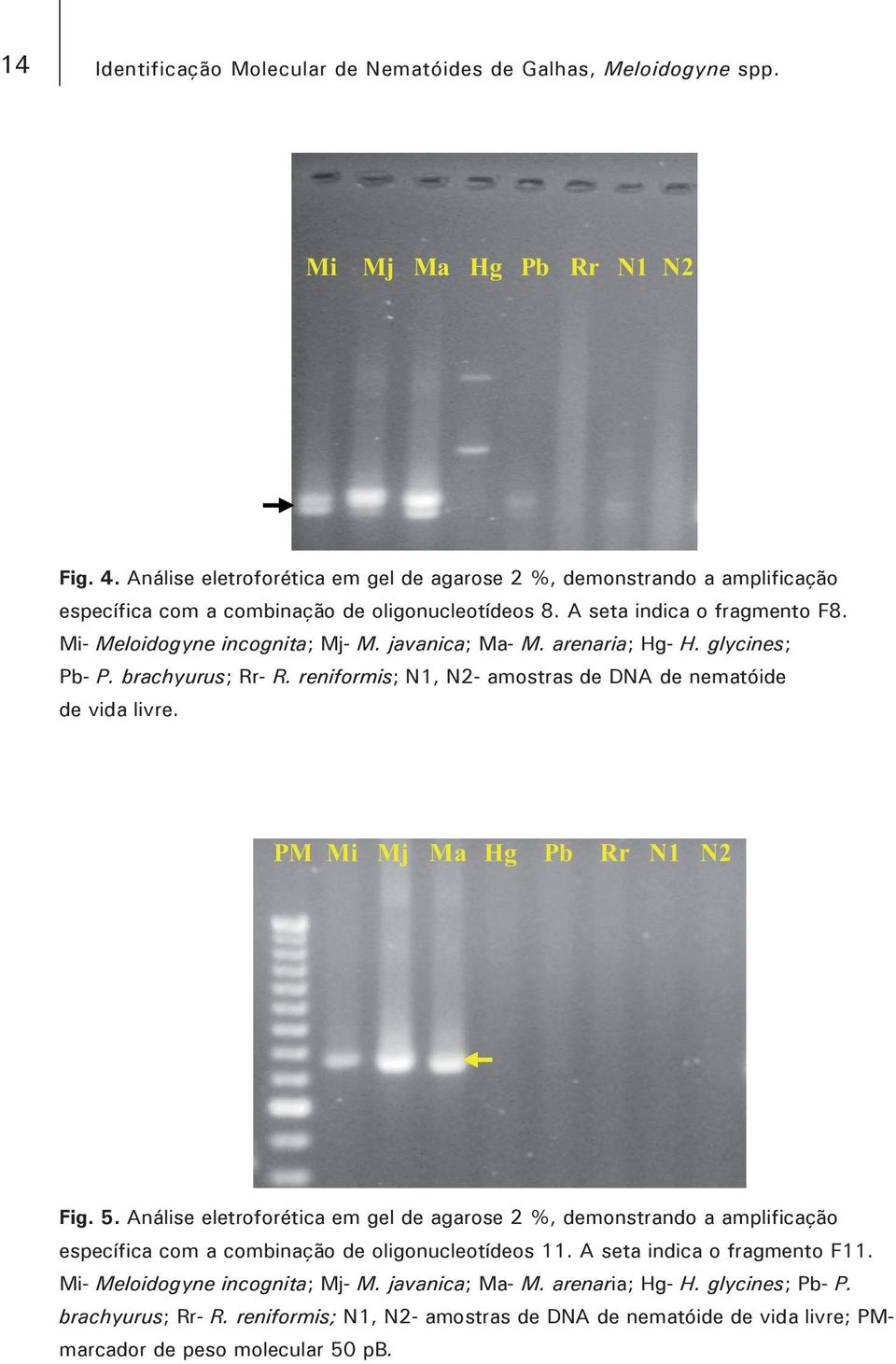 arenaria; Hg- H. glycines; Pb- P. brachyurus; Rr- R. reniformis; N1, N2- amostras de DNA de nematóide de vida livre. PM Mi Mj Ma Hg Pb Rr N1 N2 Fig. 5.