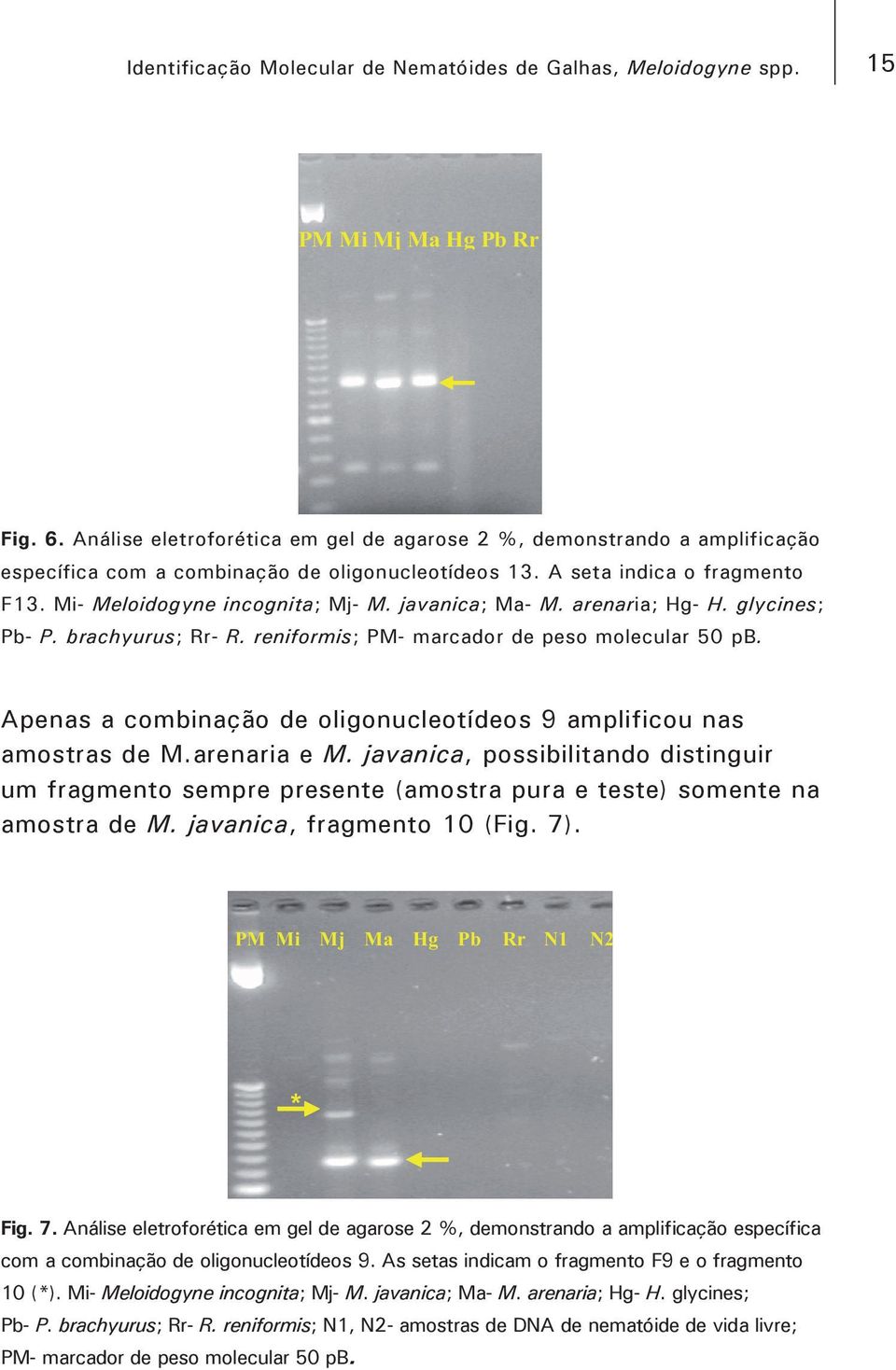 arenaria; Hg- H. glycines; Pb- P. brachyurus; Rr- R. reniformis; PM- marcador de peso molecular 50 pb. Apenas a combinação de oligonucleotídeos 9 amplificou nas amostras de M.arenaria e M.