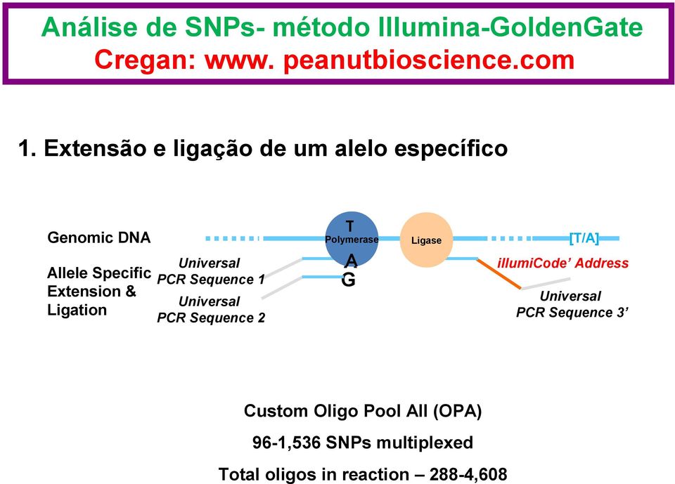 PCR Sequence 1 Extension & Universal Ligation PCR Sequence 2 Allele Specific Extension & Ligation [T/A] Ligase