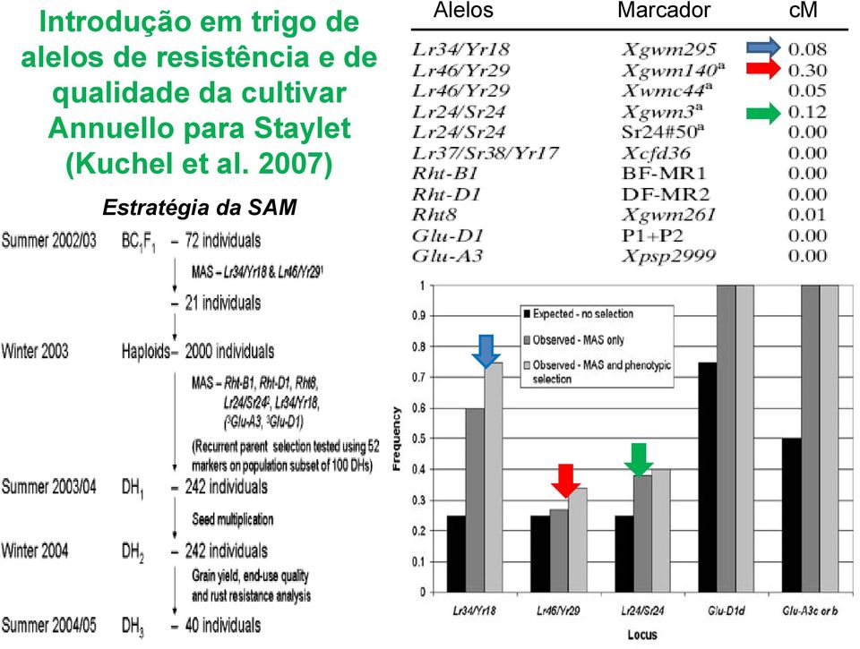 cultivar Annuello para Staylet