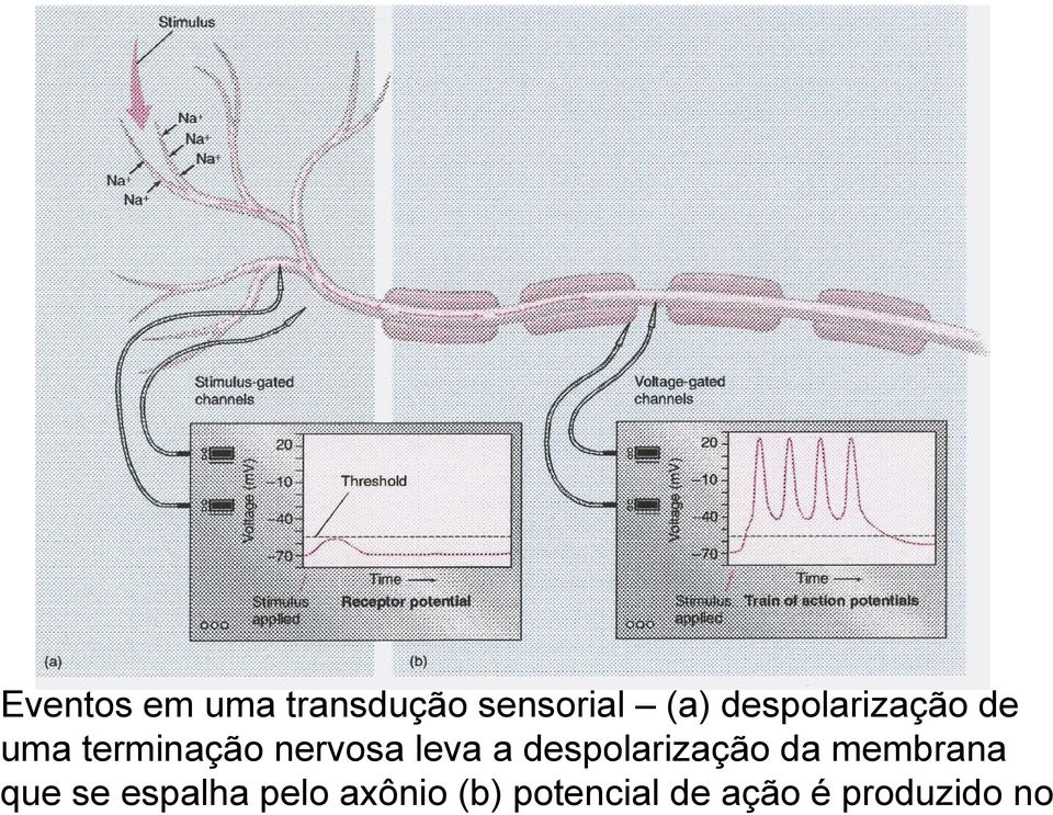 leva a despolarização da membrana que se