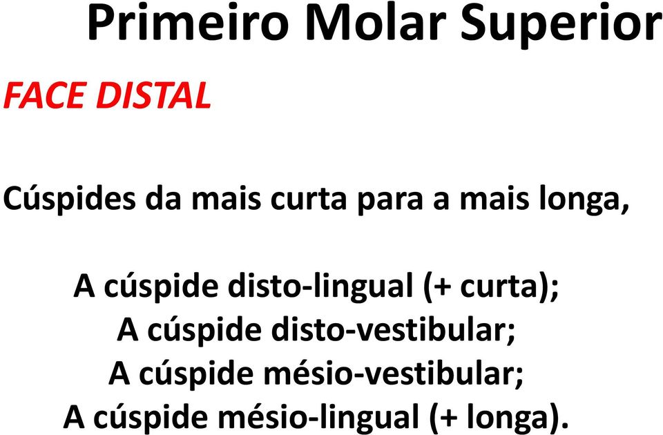 curta); A cúspide disto-vestibular; A