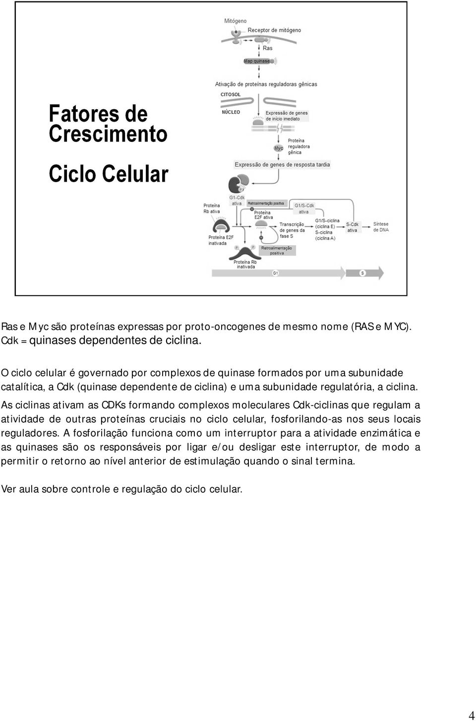 As ciclinas ativam as CDKs formando complexos moleculares Cdk-ciclinas que regulam a atividade de outras proteínas cruciais no ciclo celular, fosforilando-as nos seus locais reguladores.