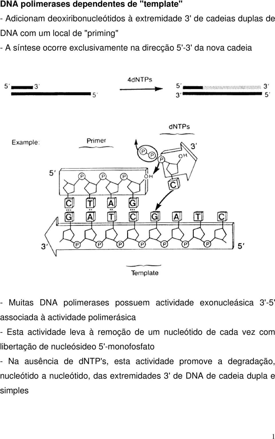 3'-5' associada à actividade polimerásica - Esta actividade leva à remoção de um nucleótido de cada vez com libertação de nucleósideo