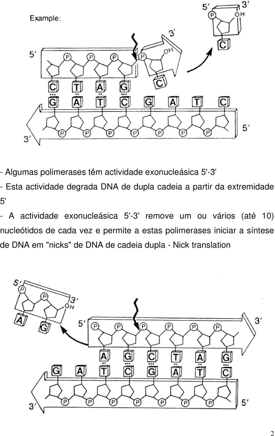 exonucleásica 5'-3' remove um ou vários (até 10) nucleótidos de cada vez e