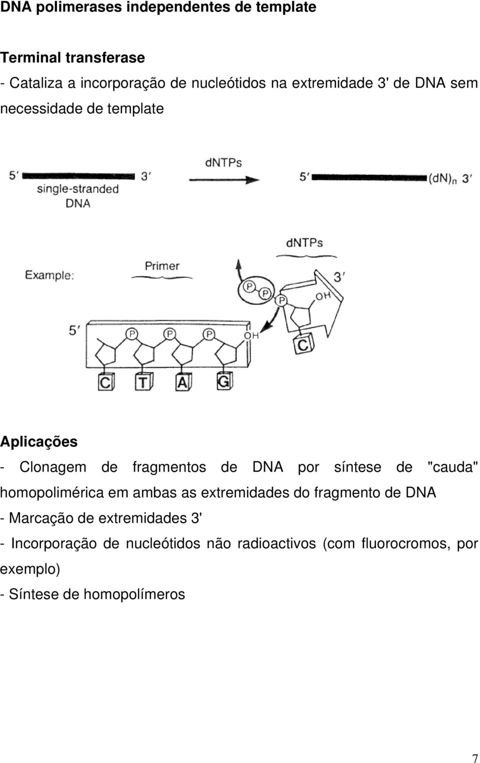 síntese de "cauda" homopolimérica em ambas as extremidades do fragmento de DNA - Marcação de