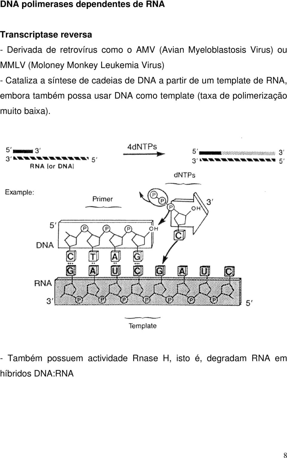 cadeias de DNA a partir de um template de RNA, embora também possa usar DNA como template (taxa
