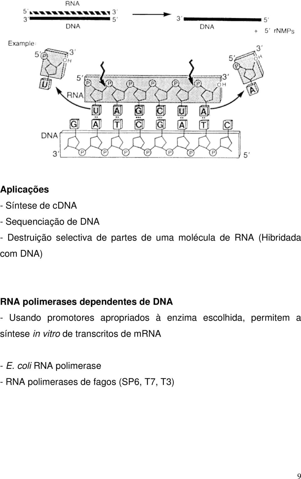 DNA - Usando promotores apropriados à enzima escolhida, permitem a síntese in