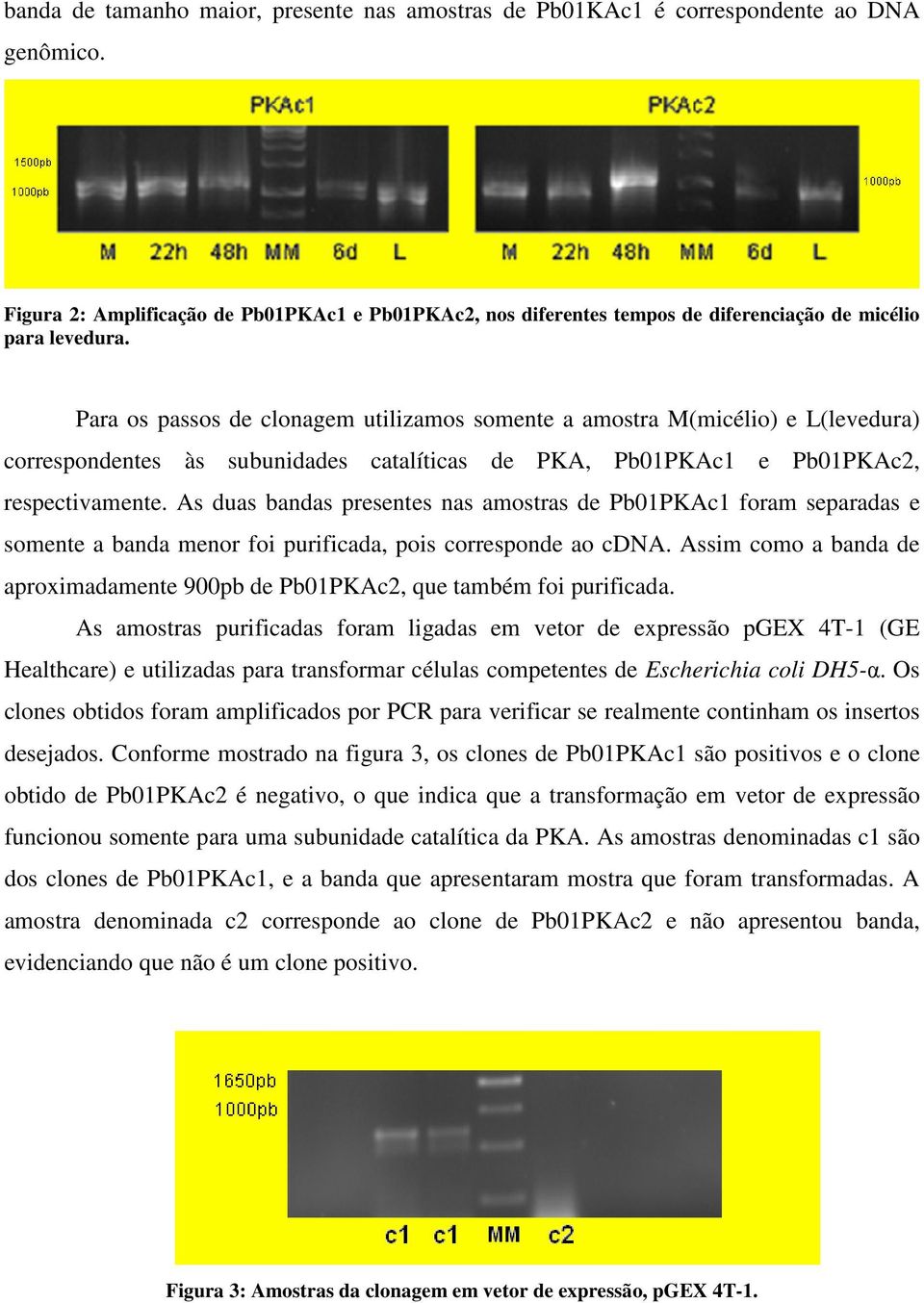 Para os passos de clonagem utilizamos somente a amostra M(micélio) e L(levedura) correspondentes às subunidades catalíticas de PKA, Pb01PKAc1 e Pb01PKAc2, respectivamente.