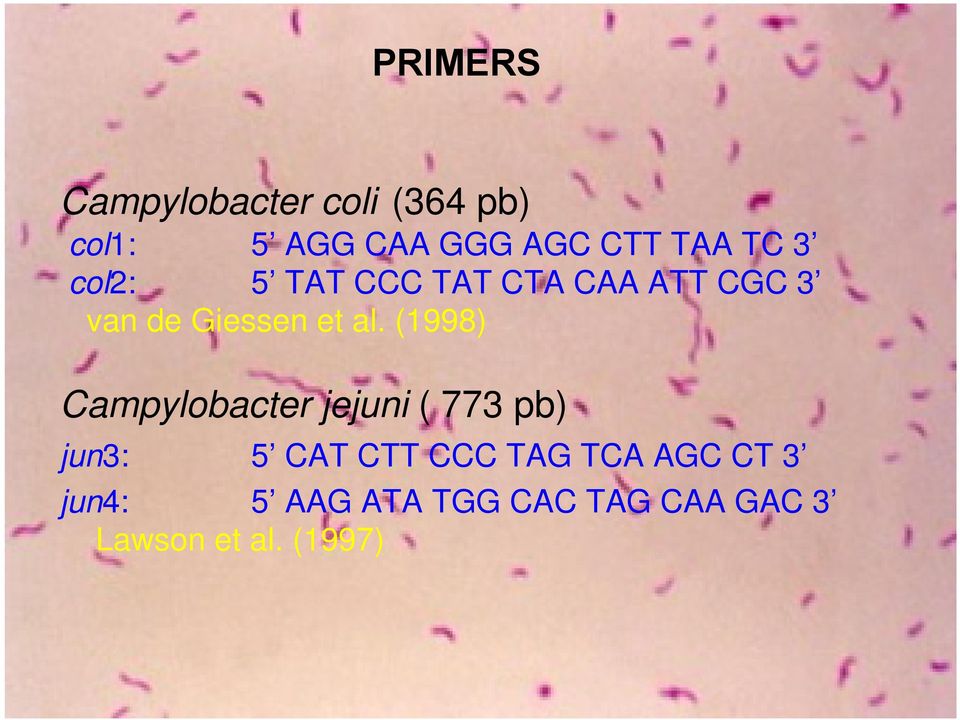 al. (1998) Campylobacter jejuni ( 773 pb) jun3: 5 CAT CTT CCC TAG